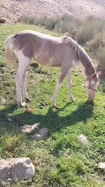مادیان|حیوانات مزرعه|اردل, |دیوار