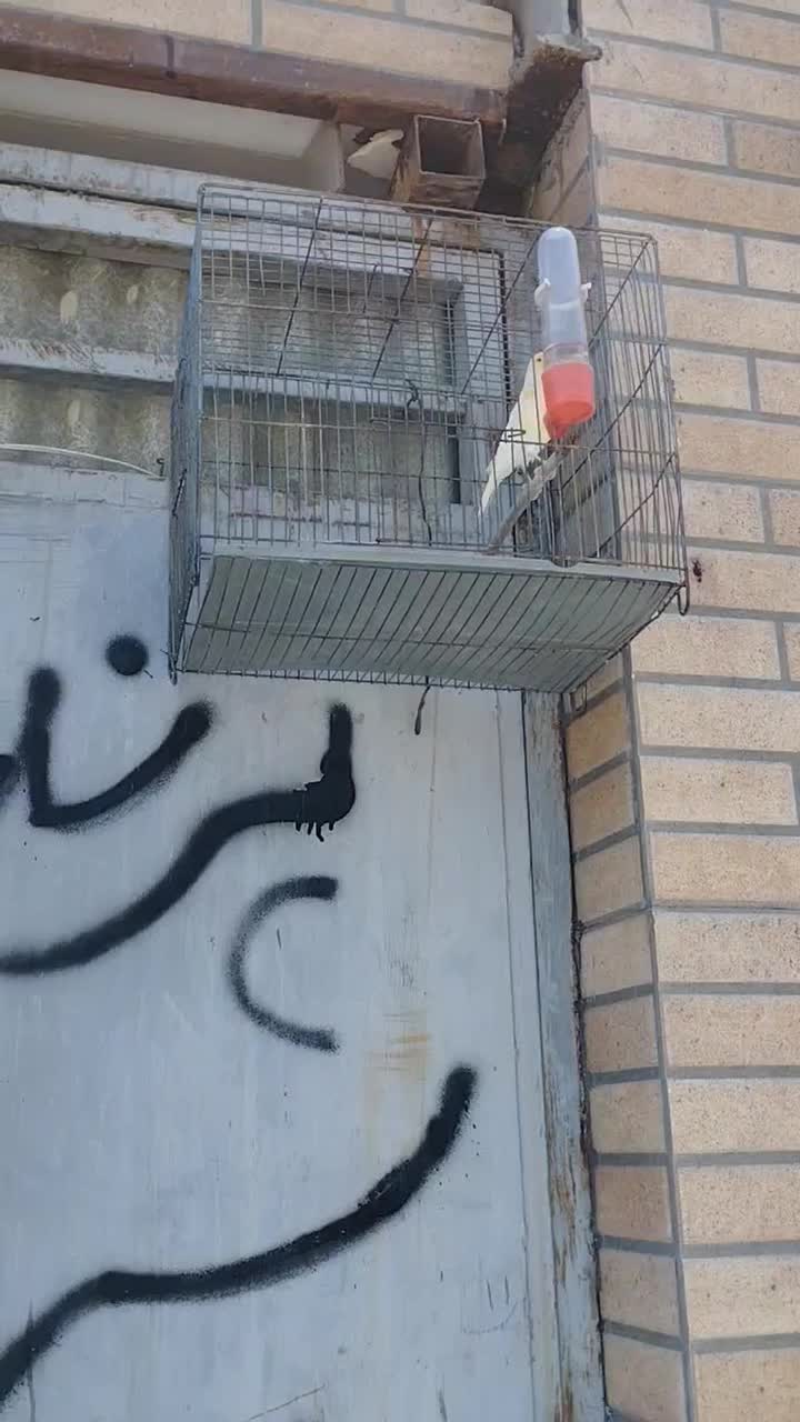 پرنده فروشی طوطیو|پرنده|شهرکرد, |دیوار