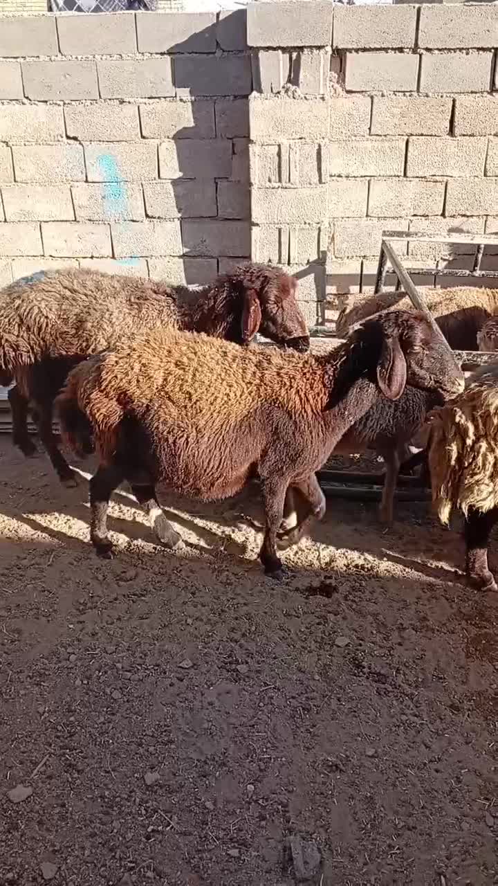 میش افشاری قرمز مایه قرمز|حیوانات مزرعه|پائین جام, |دیوار