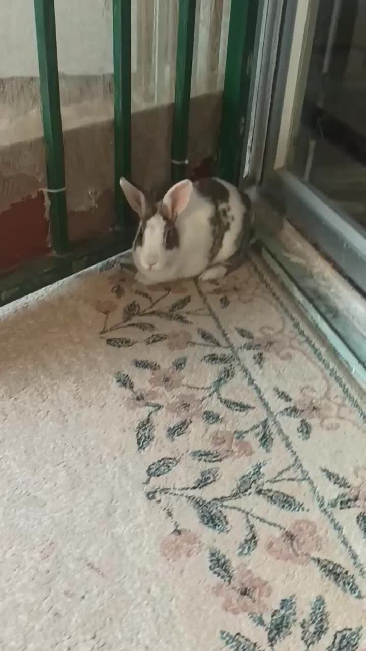 خرگوش باقفس|موش و خرگوش|محمدشهر, ولدآباد|دیوار