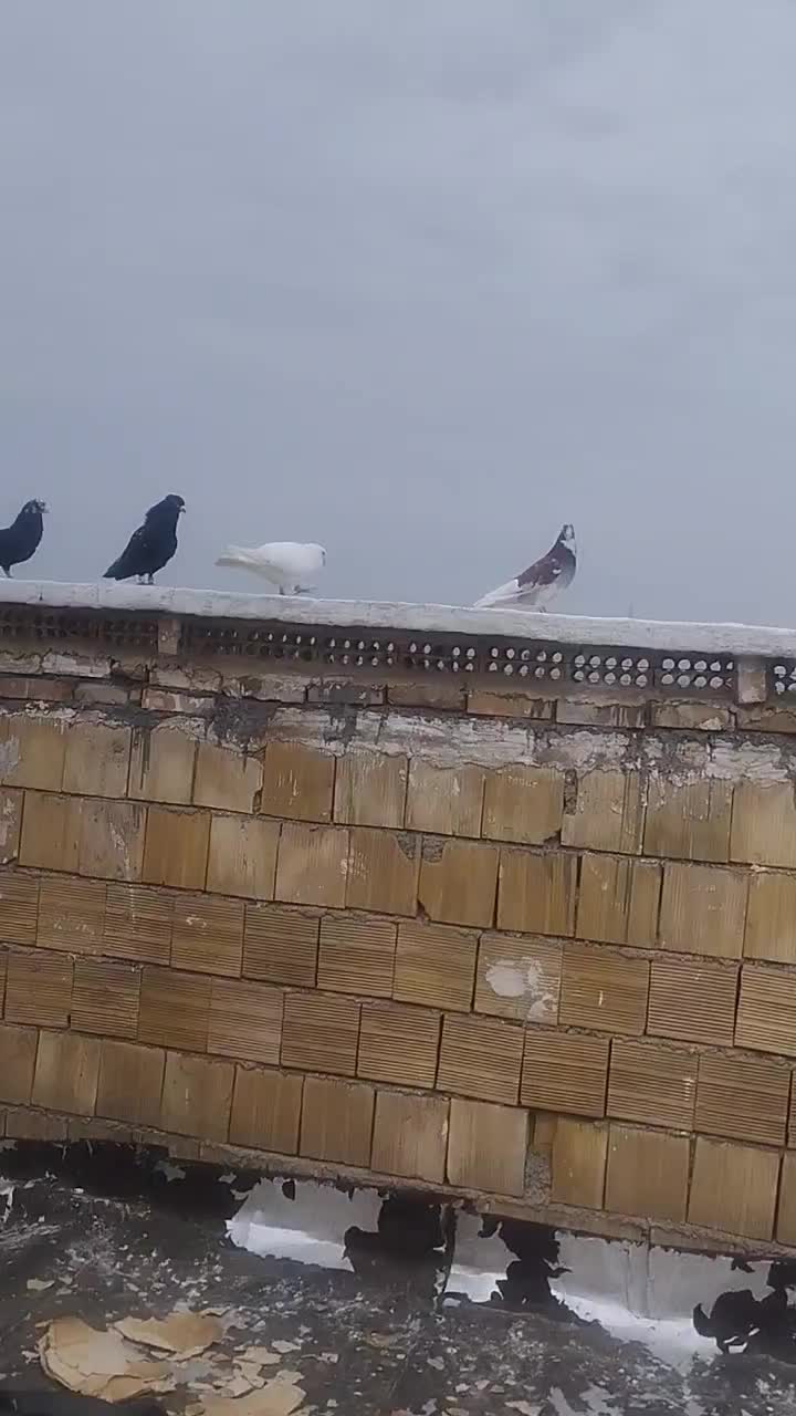 کبوتر دوری|پرنده|اندیمشک, |دیوار