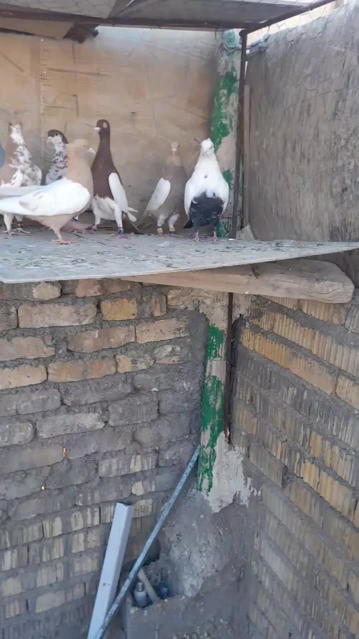 کبوترببهونی|پرنده|شیراز, سلطان آباد|دیوار