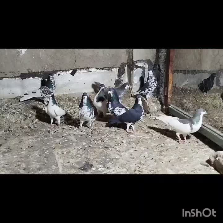 کفتر شهری ومخمل سرور|پرنده|شیراز, کوشک میدان|دیوار