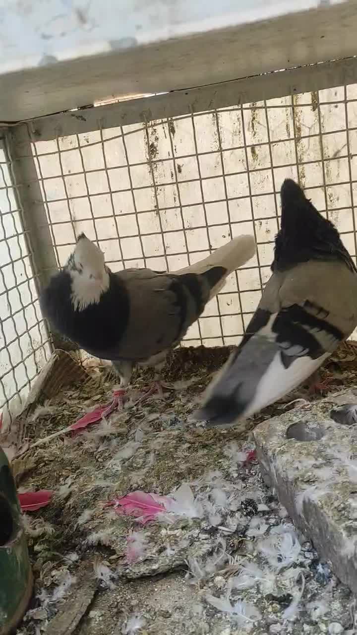 کبوتر شازده سبز عالی|پرنده|تهران, کیانشهر|دیوار