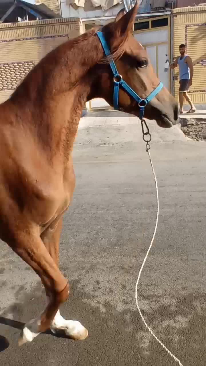 کره مادیون یکسر|اسب و تجهیزات اسب‌سواری|شوش, |دیوار