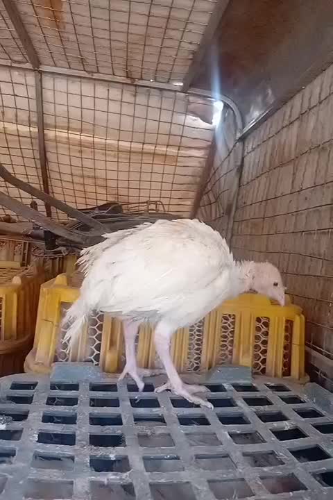 جوجه بوقلمون ۳۳ روزه ارسال رایگان|حیوانات مزرعه|مشهد, میان ولایت|دیوار