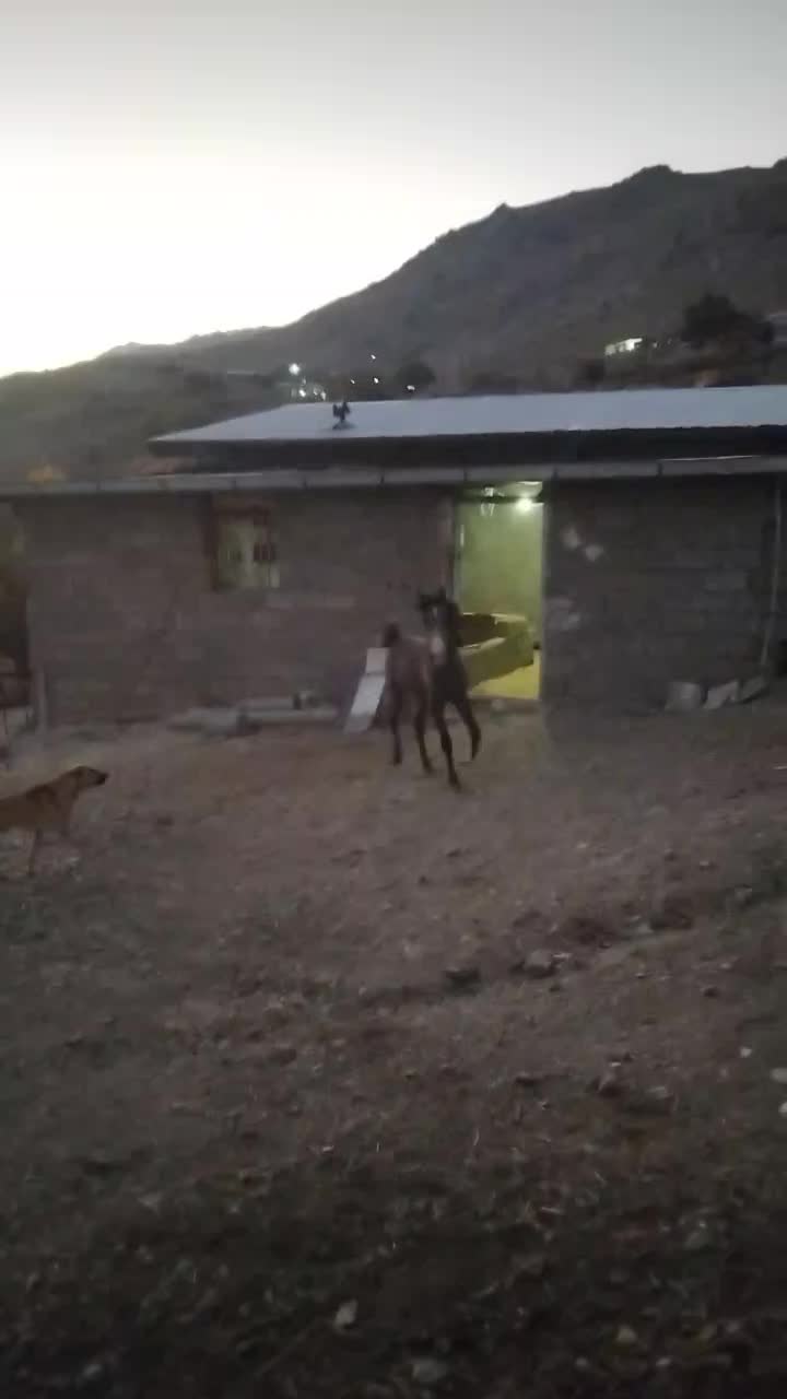 کره اسب|اسب و تجهیزات اسب‌سواری|دورود, |دیوار