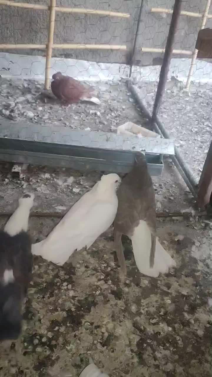 ۲۰ عدد کبوتررنگه|پرنده|آیسک, |دیوار