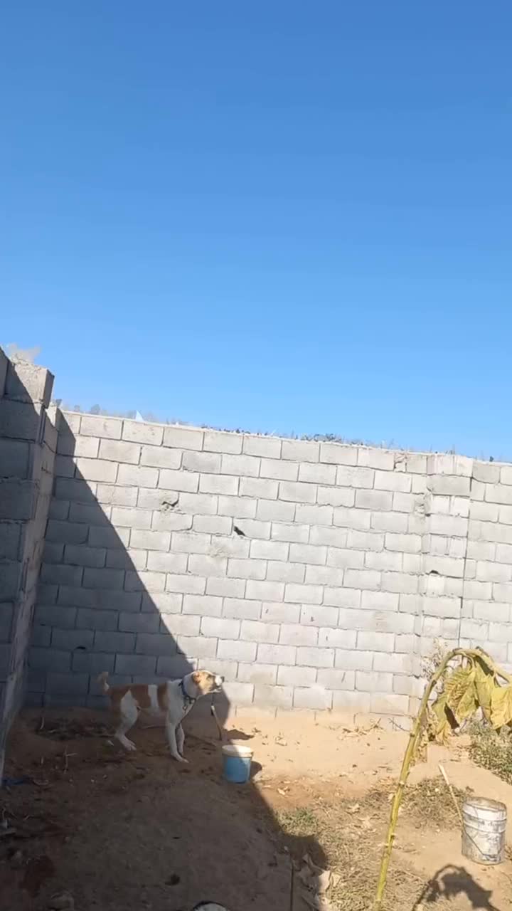 سگ خراسانی|سگ|لنجان, |دیوار