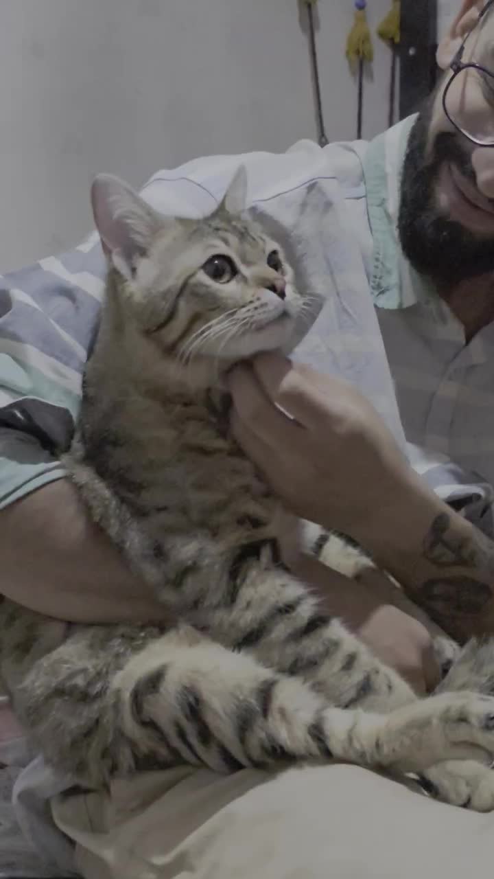 گربه یکساله domestic short hair|گربه|تهران, باغ فیض|دیوار