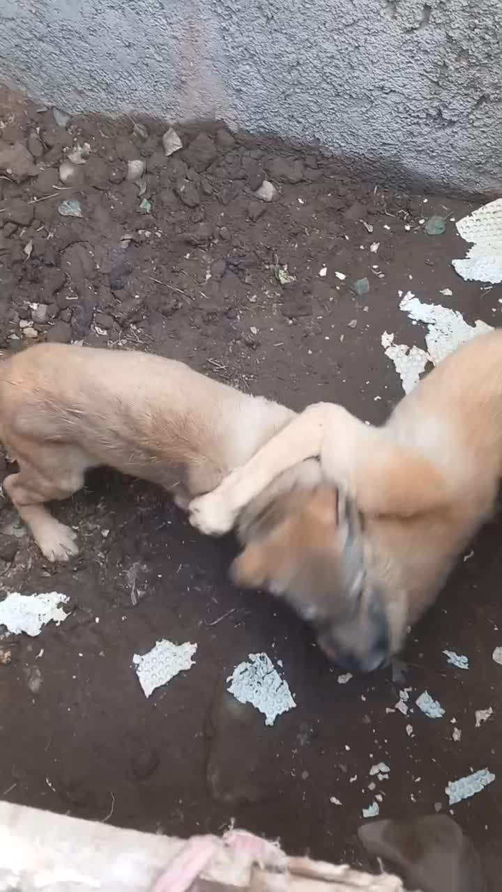 سگ سرابی|سگ|شاهیوند, |دیوار