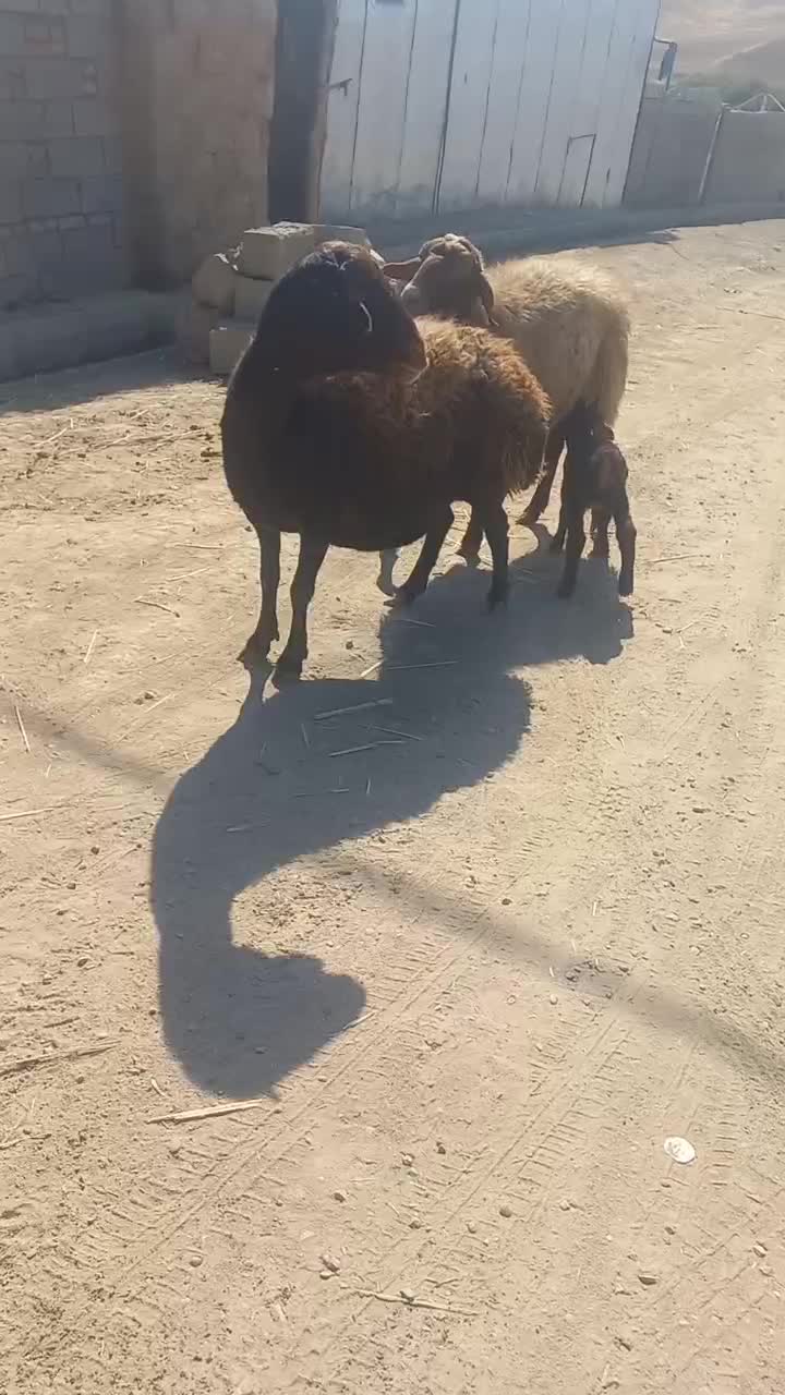 دومیش درجه یک|حیوانات مزرعه|کوهدشت, |دیوار