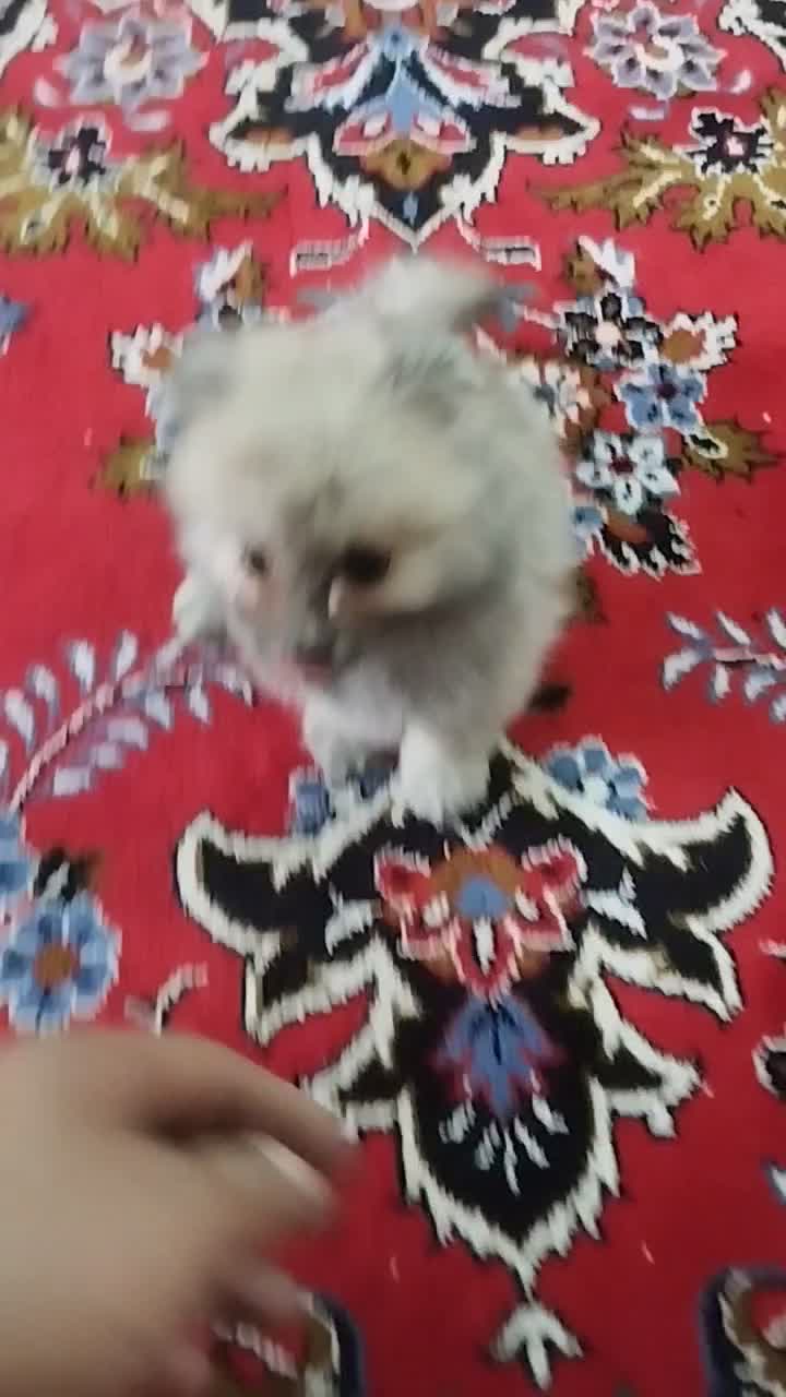 پامر عروسکی بسیار ریز|سگ|کهریزک, |دیوار