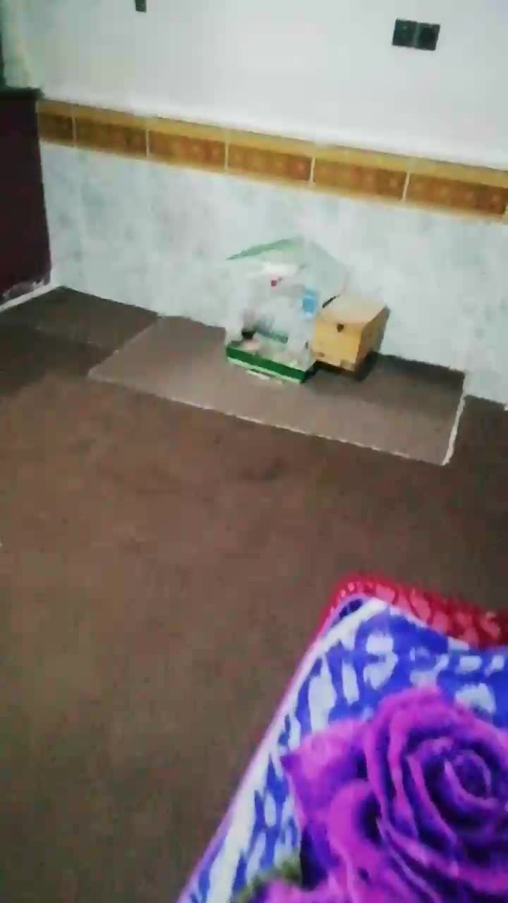 عروس هلندی|پرنده|کاکی, |دیوار