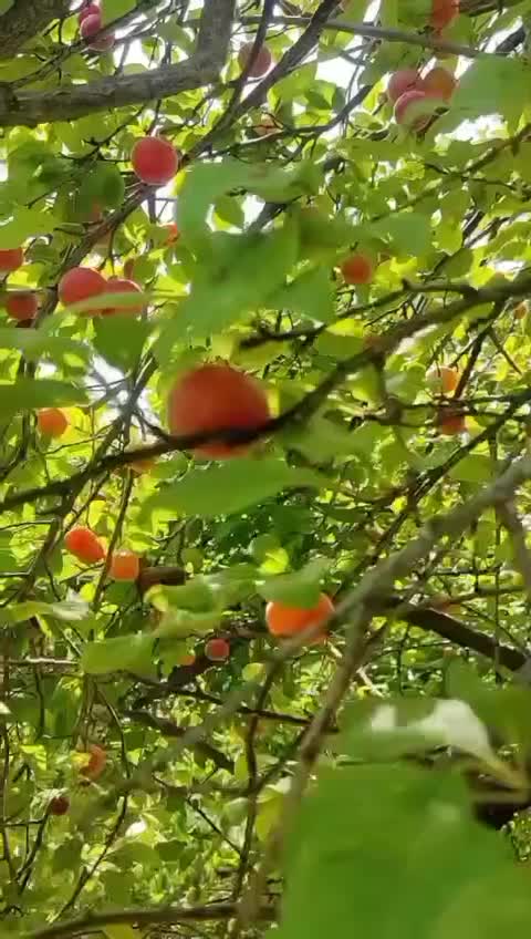 لواشک طبیعی و محلی|خوردنی و آشامیدنی|تهران, شادآباد|دیوار