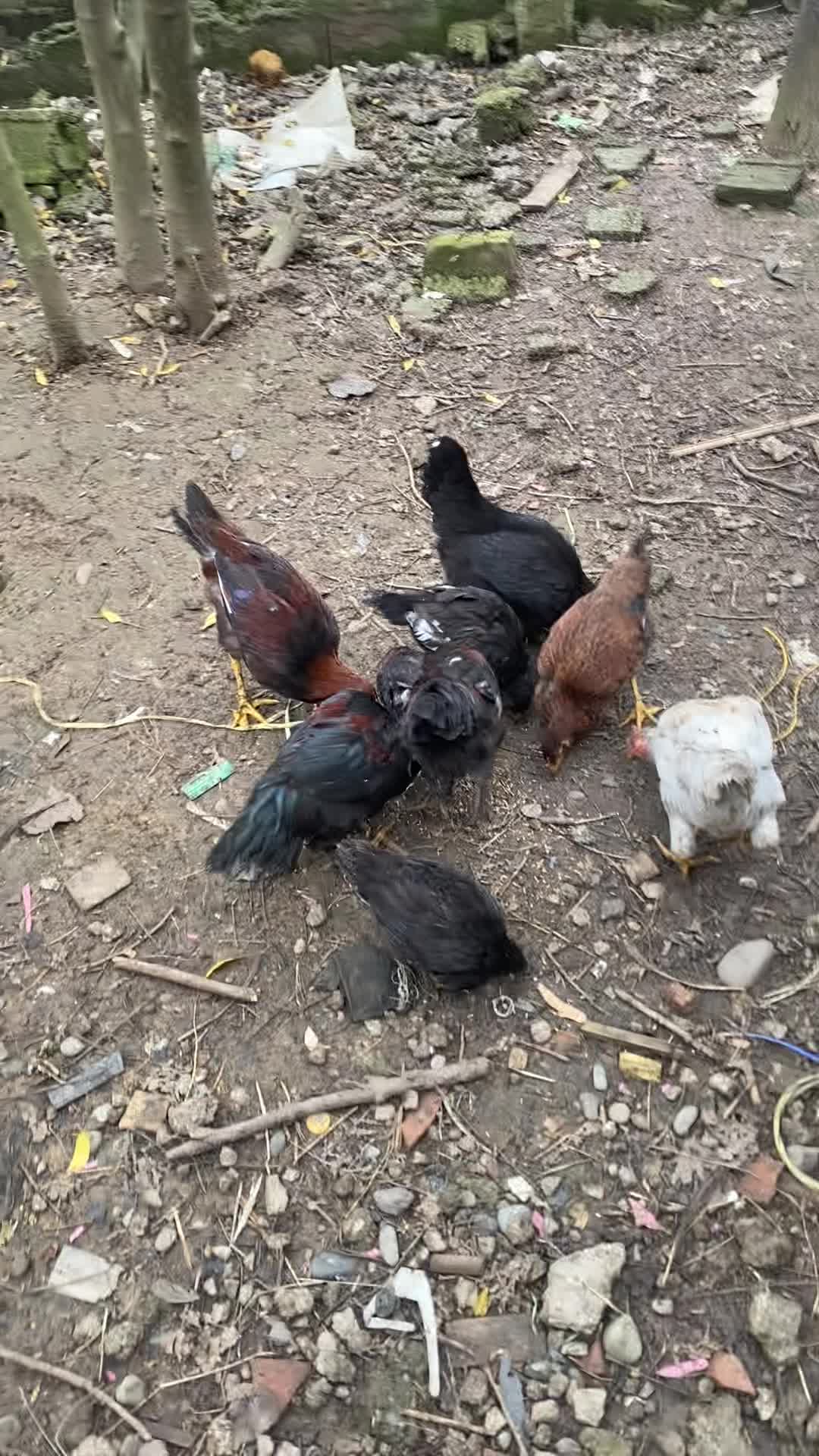 مرغ خروس نیمچه|حیوانات مزرعه|رشت, توشیبا|دیوار