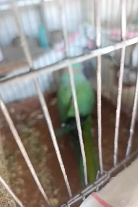 طوطی ملنگو|پرنده|اصفهان, مارچین|دیوار