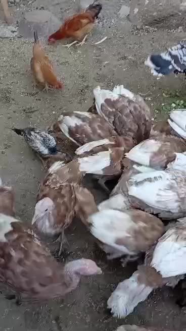 بوقلمون (بقله) محلی نژاد دار نر و ماده|حیوانات مزرعه|کامیاران, |دیوار