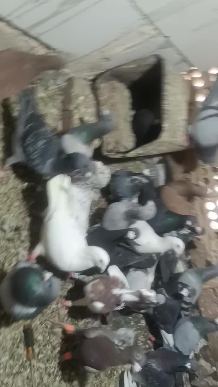 36عدد زنبور به شرط پرش|پرنده|زبرخان, |دیوار