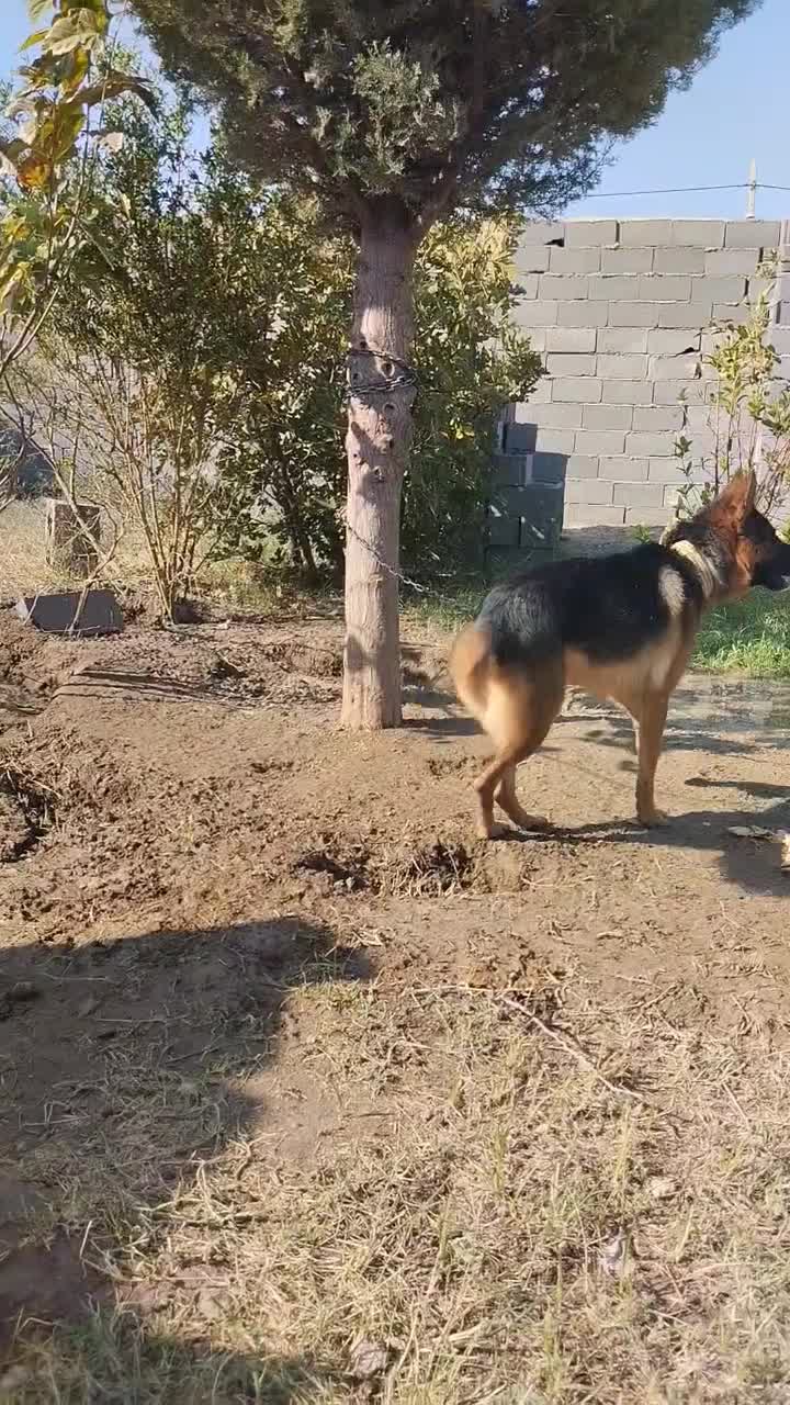 واگذاری ژرمن|سگ|رفسنجان, |دیوار