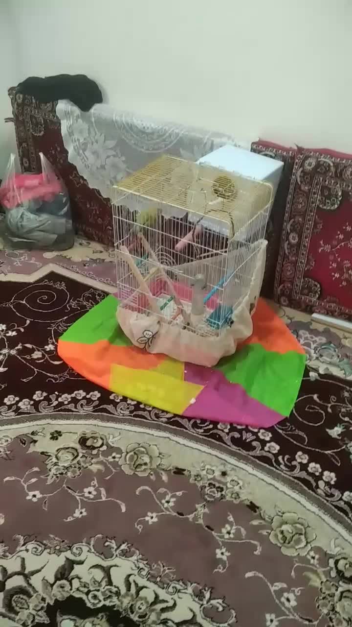 طوطی برزیلی|پرنده|سنندج, |دیوار