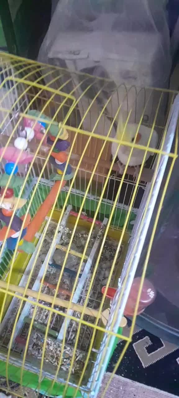 کوتوله و عروس سخن گو|پرنده|بیرجند, |دیوار