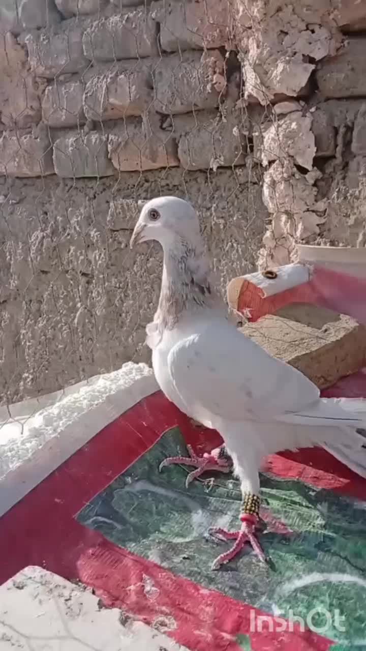 کله هما هفترنگ ماده آس تو عکس و فیلم همه چی مشخصه|پرنده|سبزوار, امیر کبیر|دیوار