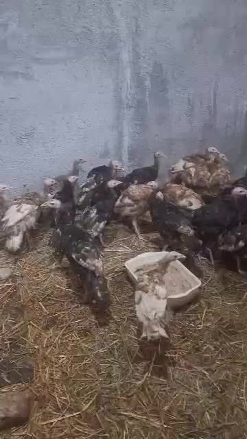 بوقلمون برنزه و پوبون|حیوانات مزرعه|شهریار, حصار ساتی|دیوار