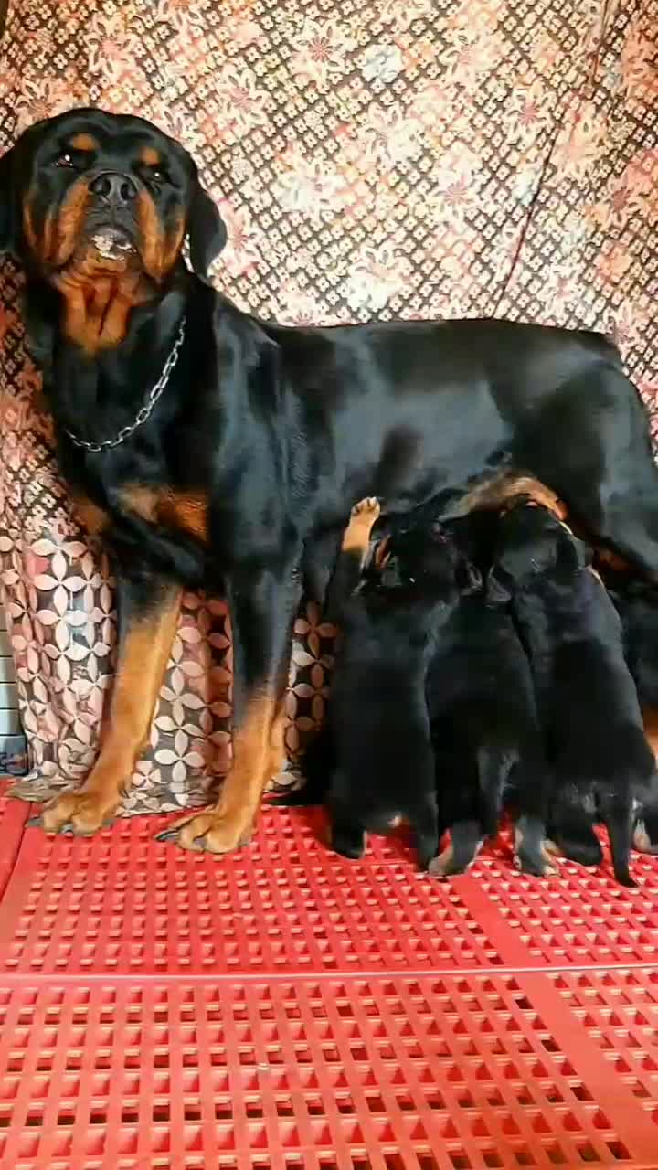 روت وایلر و دوبرمن چند قلاده توله دوماهه|سگ|فردیس, شهرک سپاه|دیوار