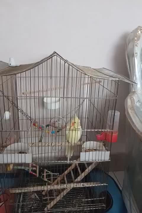 پرنده|پرنده|ملایر, |دیوار