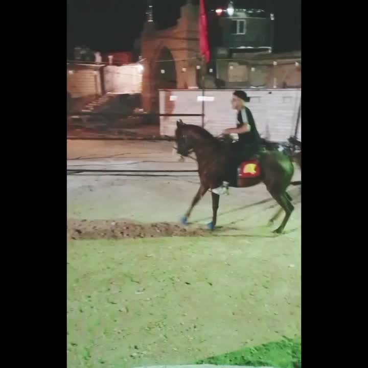 اسب|اسب و تجهیزات اسب‌سواری|خمینی‌شهر, |دیوار