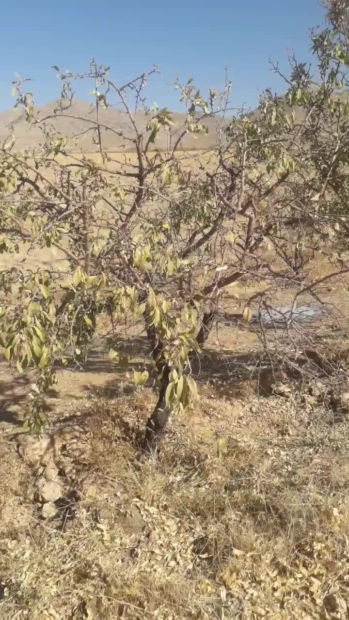 کل زمین ۱۵۰۰متر۱۰دقیقه اب|فروش دفتر صنعتی، کشاورزی، تجاری|خرم بید, |دیوار