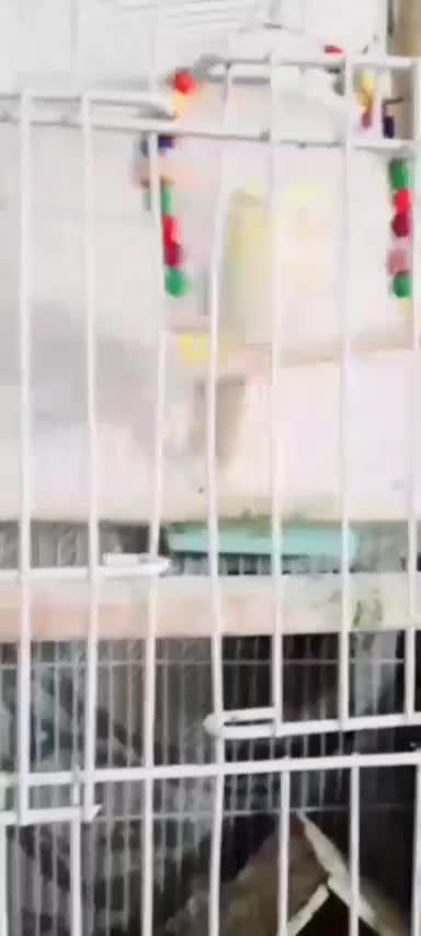 عروس هلندی نر لتینیو|پرنده|سلامی, |دیوار