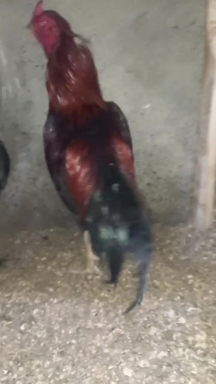 خروس لاری|حیوانات مزرعه|نوشین شهر, |دیوار