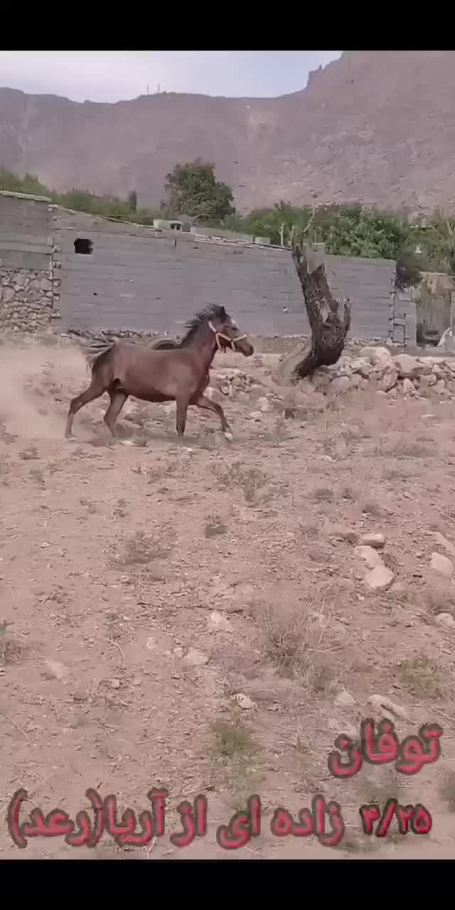 اسب درجه یک|اسب و تجهیزات اسبسواری|یزد, |دیوار