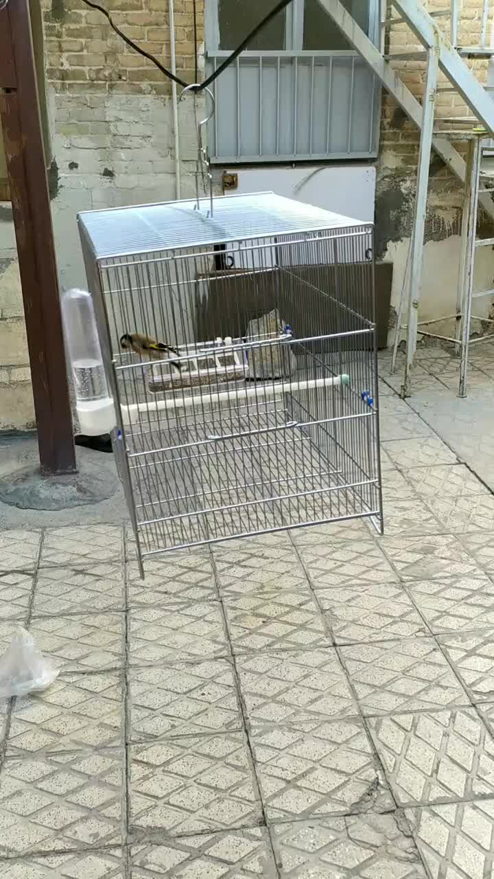 زاده قفس دهن دار درجه یک|پرنده|کرمانشاه, |دیوار