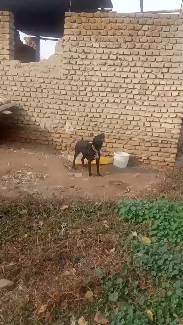 سگ پیتبول|سگ|گنبد کاووس, |دیوار