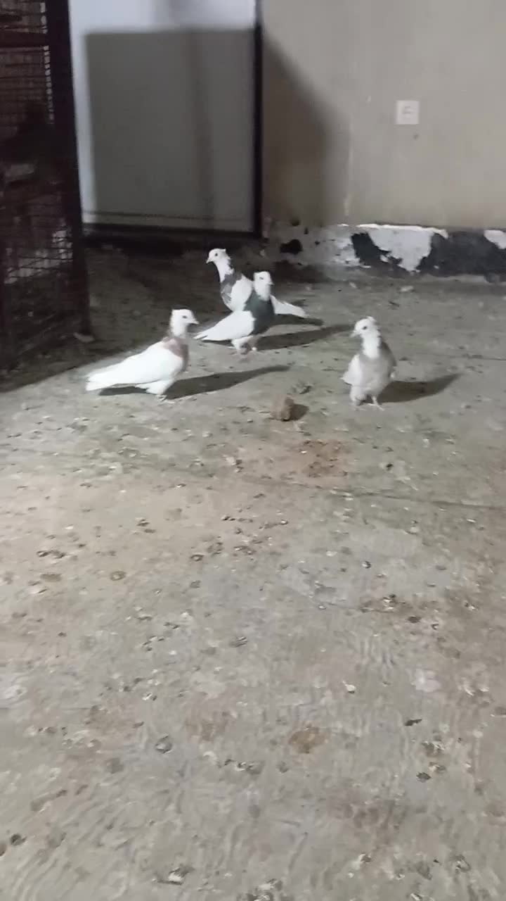 ۴عدد طوقی|پرنده|سمنان, |دیوار