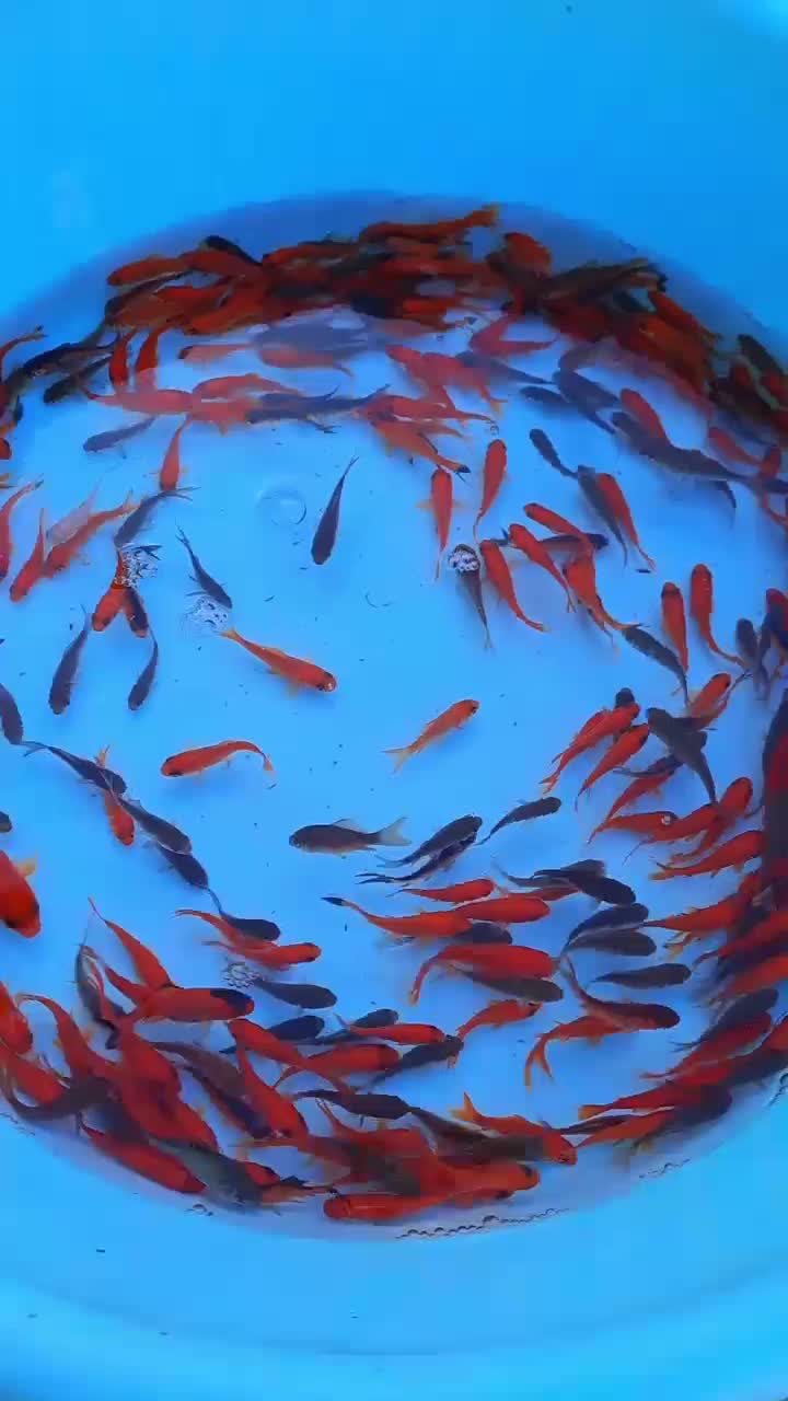 ماهی قرمز|ماهی|چناران, |دیوار