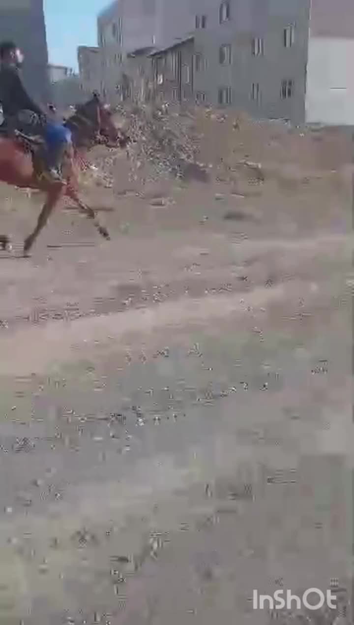 اسب|اسب و تجهیزات اسب‌سواری|شبستر, |دیوار