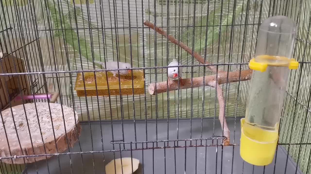 فنچ|پرنده|تهران, شکوفه|دیوار