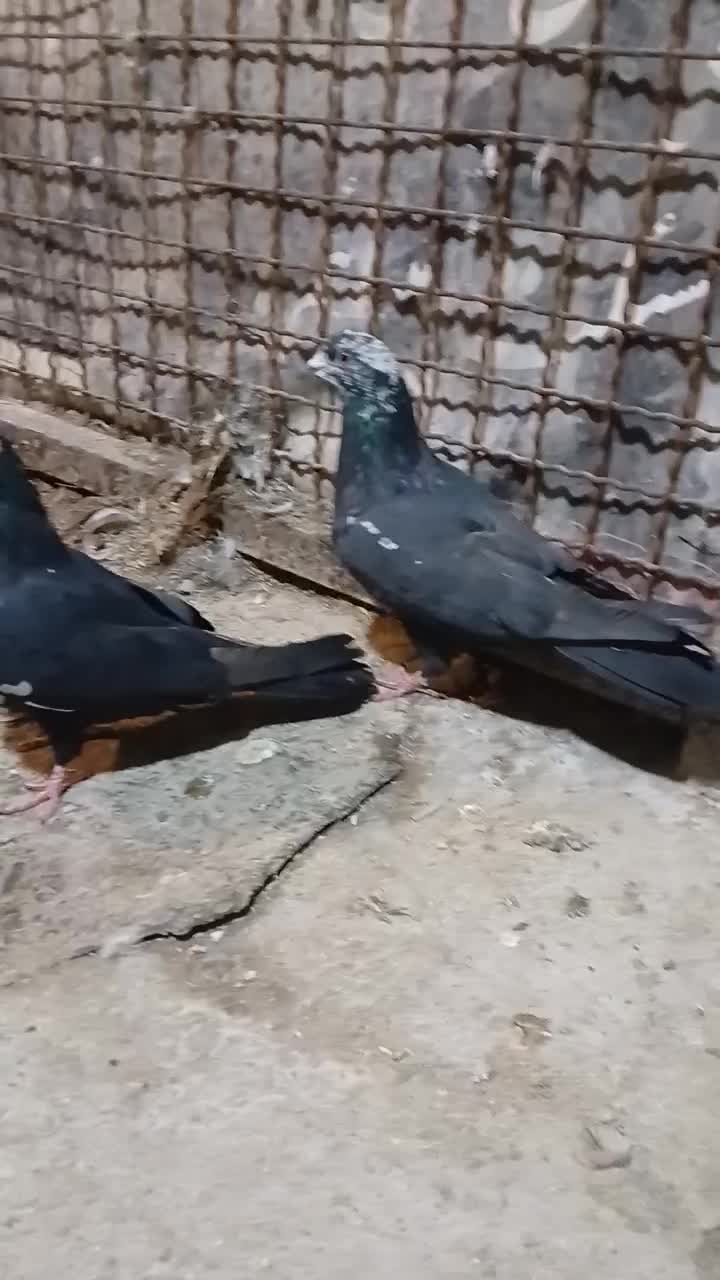 کبوتر|پرنده|اصفهان, منتظرالمهدی|دیوار