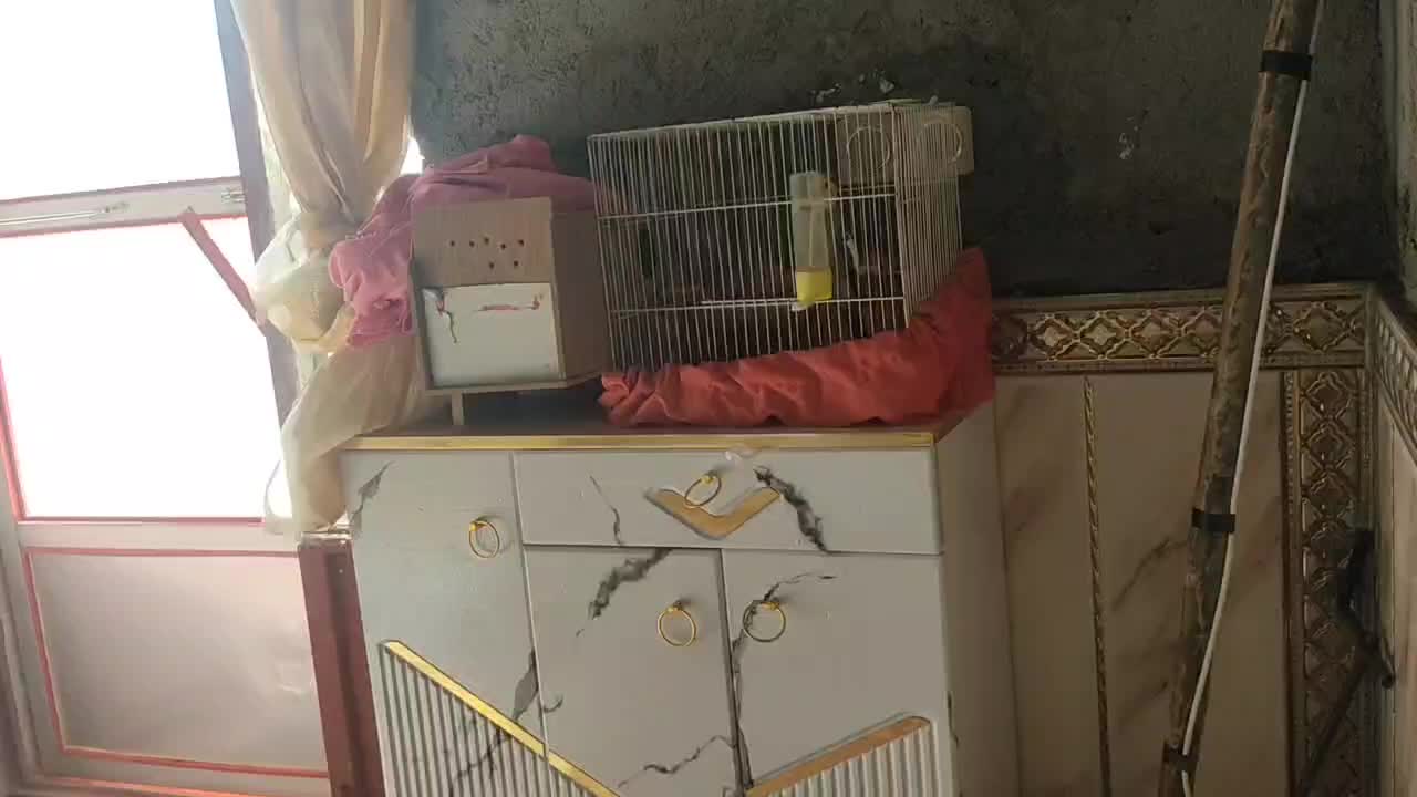 عروس هلندی نر بالغ|پرنده|زابل, |دیوار