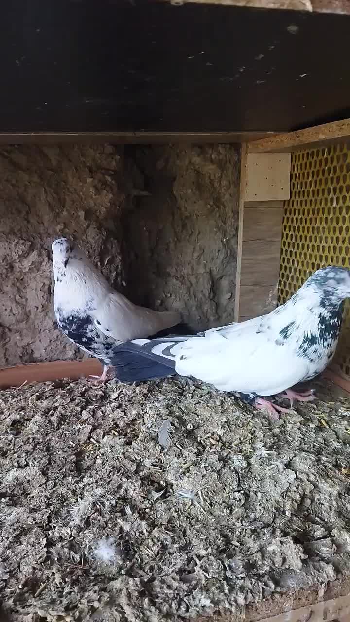 کبوتر|پرنده|جوکار, |دیوار