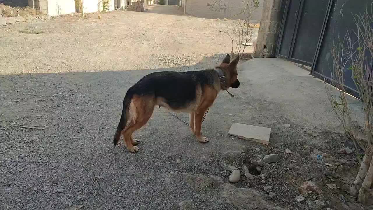 ماده ژرمن اصیل دو ساله|سگ|ماهدشت, |دیوار