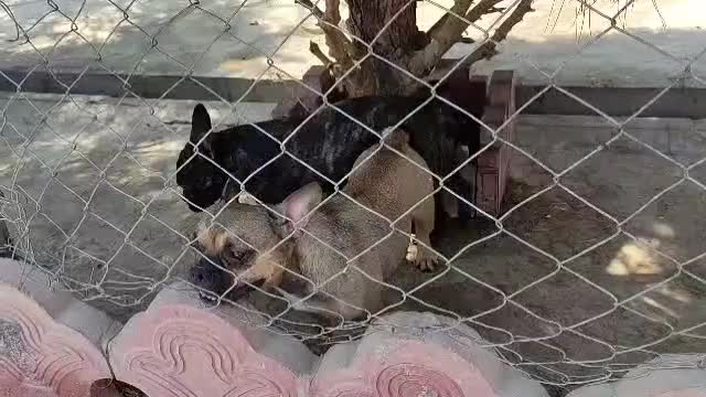 جفت فرنچ بولداگ اصیل ـآماده جفتگیری (18ماهه)|سگ|تهران, شهران شمالی|دیوار