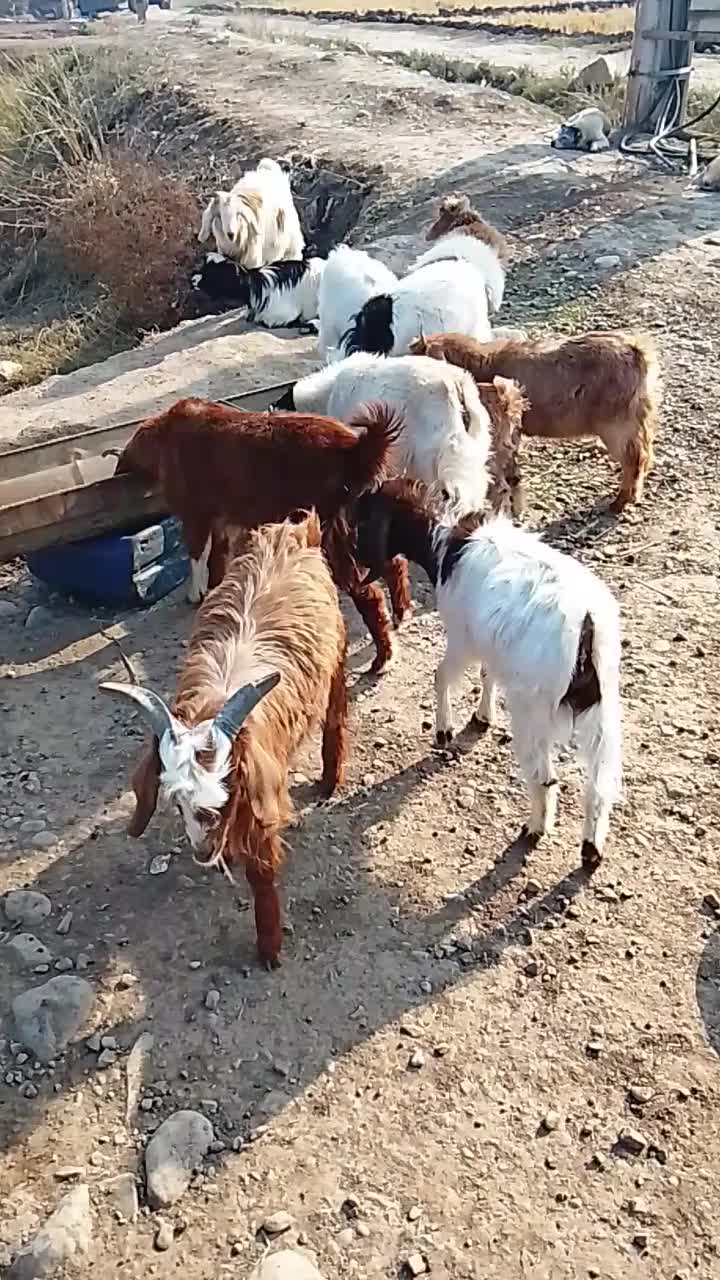 بزغاله چاق سالم|حیوانات مزرعه|علی‌آباد کتول, |دیوار