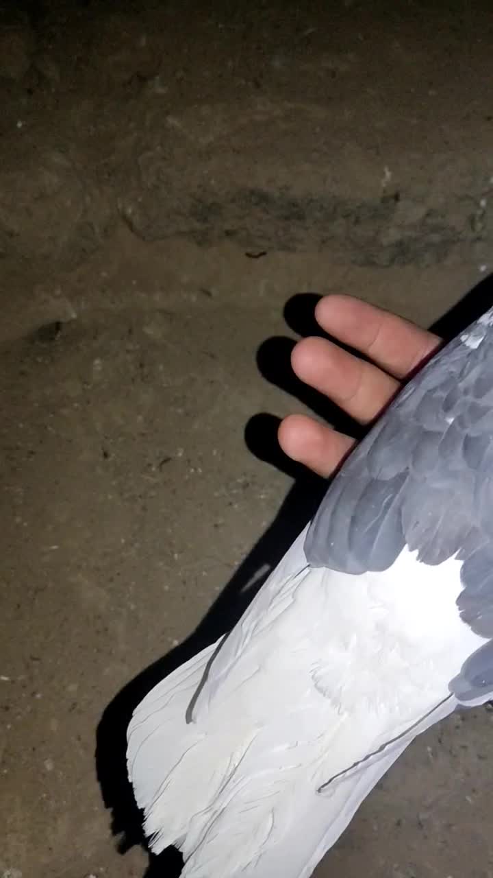 گبوتر شازده فروشی|پرنده|فرخ‌شهر, |دیوار