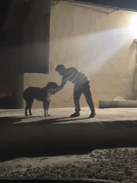 قدرجونی ماده|سگ|برازجان, |دیوار