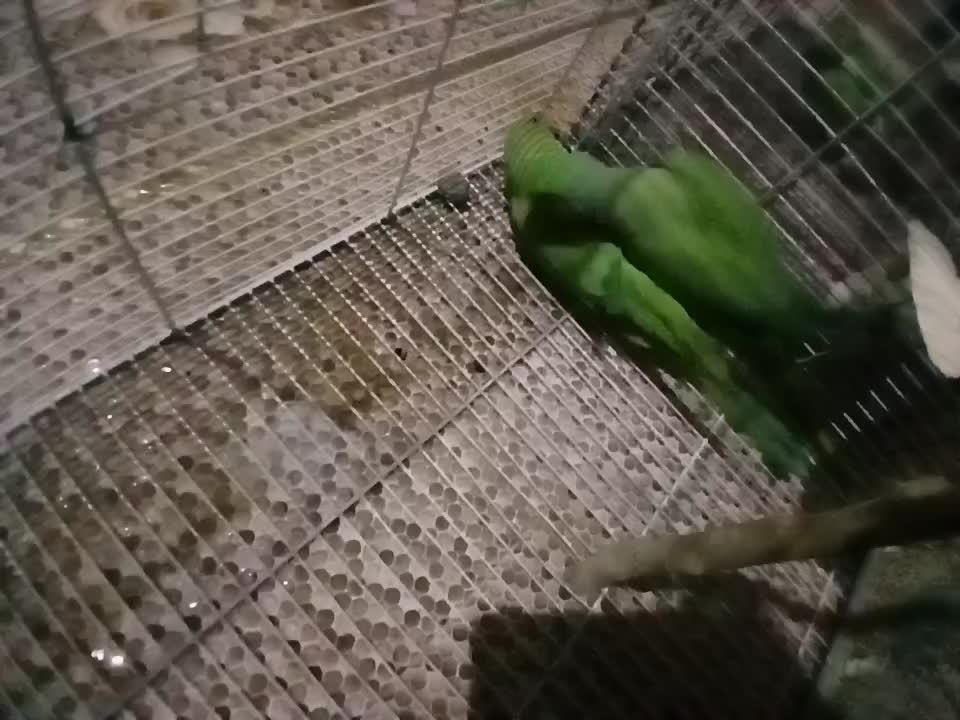 طوطی2جفت ملنگو|پرنده|سراوان, |دیوار